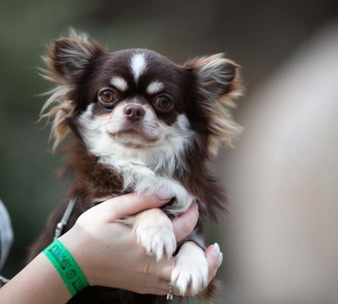 Chihuahua Puppy